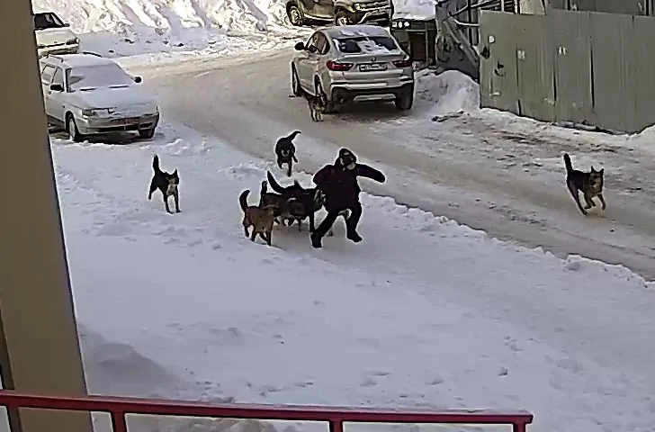 После нападения собак на мальчика в Уфе чиновники поймали 12 бездомных животных