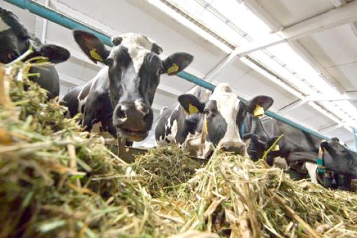 В Башкирии построят крупный животноводческий комплекс на 7000 голов