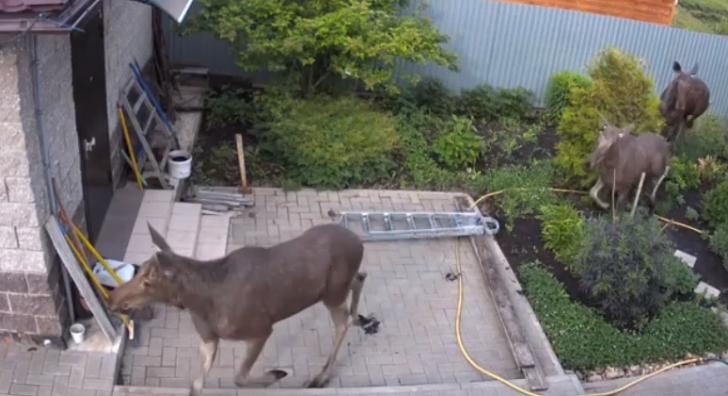 подросток стоит рядом с лосем в парке