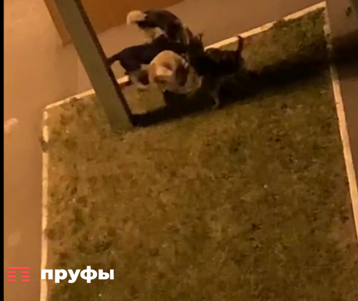 Песня она не придет ее разорвали собаки. Собаки разодрали котенка.