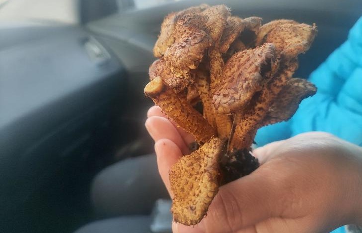 Золотые грибы с сюрпризом заполонили леса Башкирии