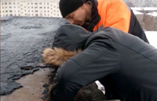 Реабилитация и будущее котенка: