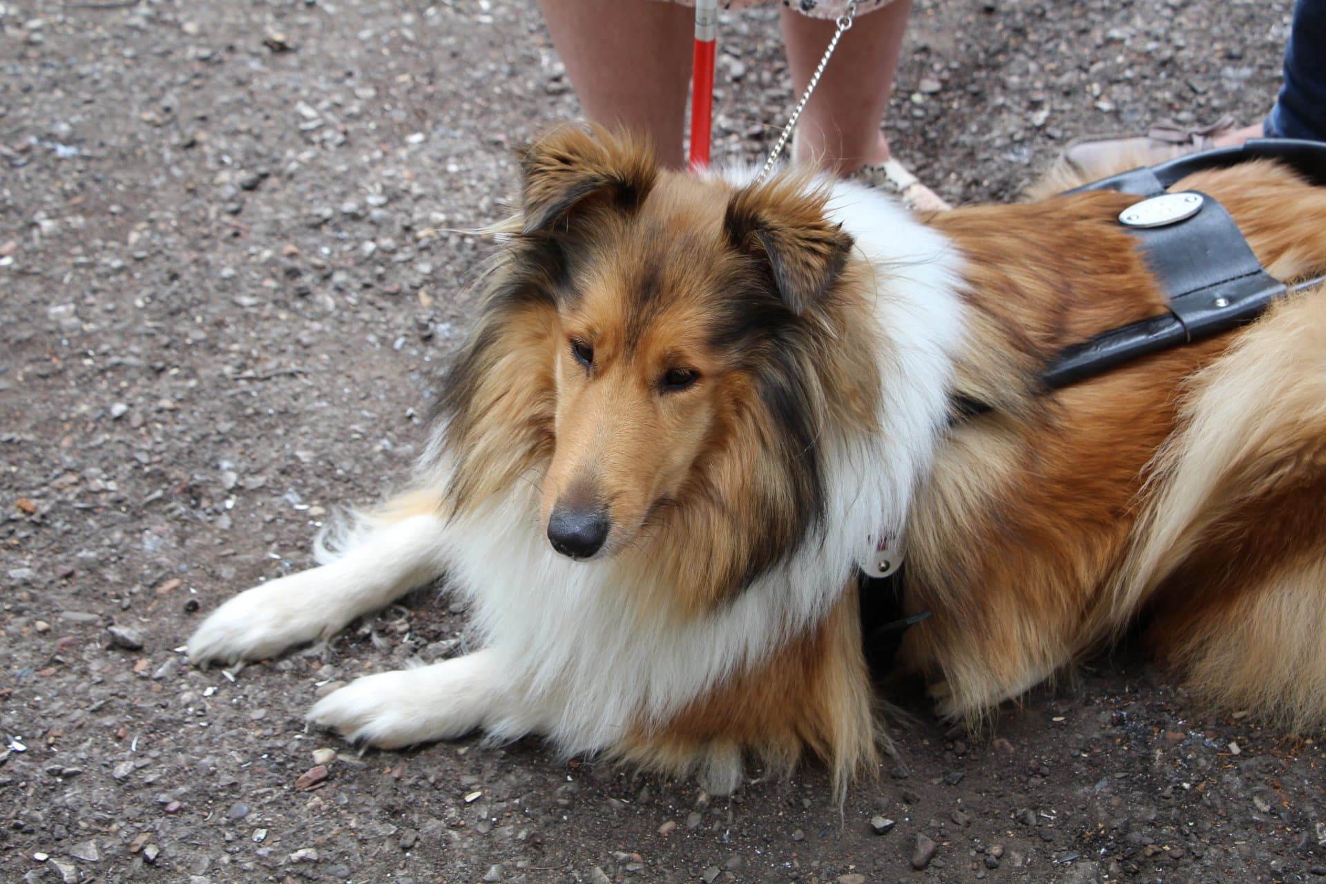 Шотландская овчарка шелти. Шотландская овчарка (колли). Помощь колли. Колли шелти бордер колли. Помощь колли.