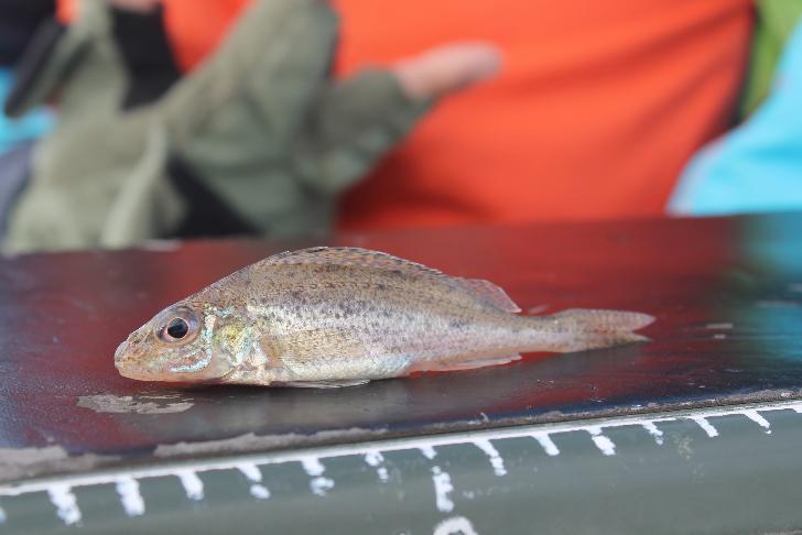 Как, где и чем законно рыбачить в Башкирии? Полезные карточки