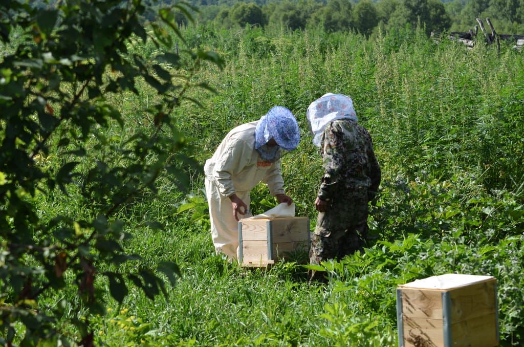 пчеловоды башкирии объединенный пчеловодческий форум