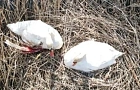 Спасти не удалось. Лебедь, которого подстрелил браконьер, погиб