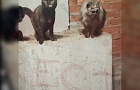 «Грязные, некормленые». В Казани «псевдоволонтеры» держали в кладовке десятки кошек и собак