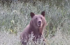 В Башкирии появилась видеосъемка медвежьей трапезы