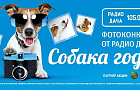 Определены 9 лучших собак года