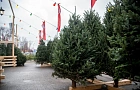 В Уфе елочные базары заработают с 15 декабря 