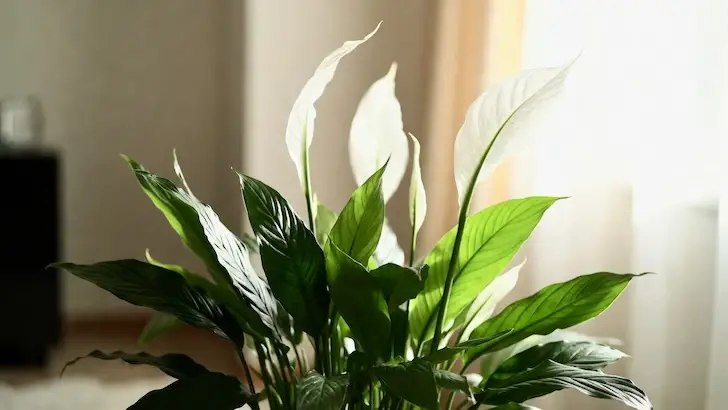 Всем, у кого есть спатифиллум, строго советуют сделать одну важную вещь до прихода весны