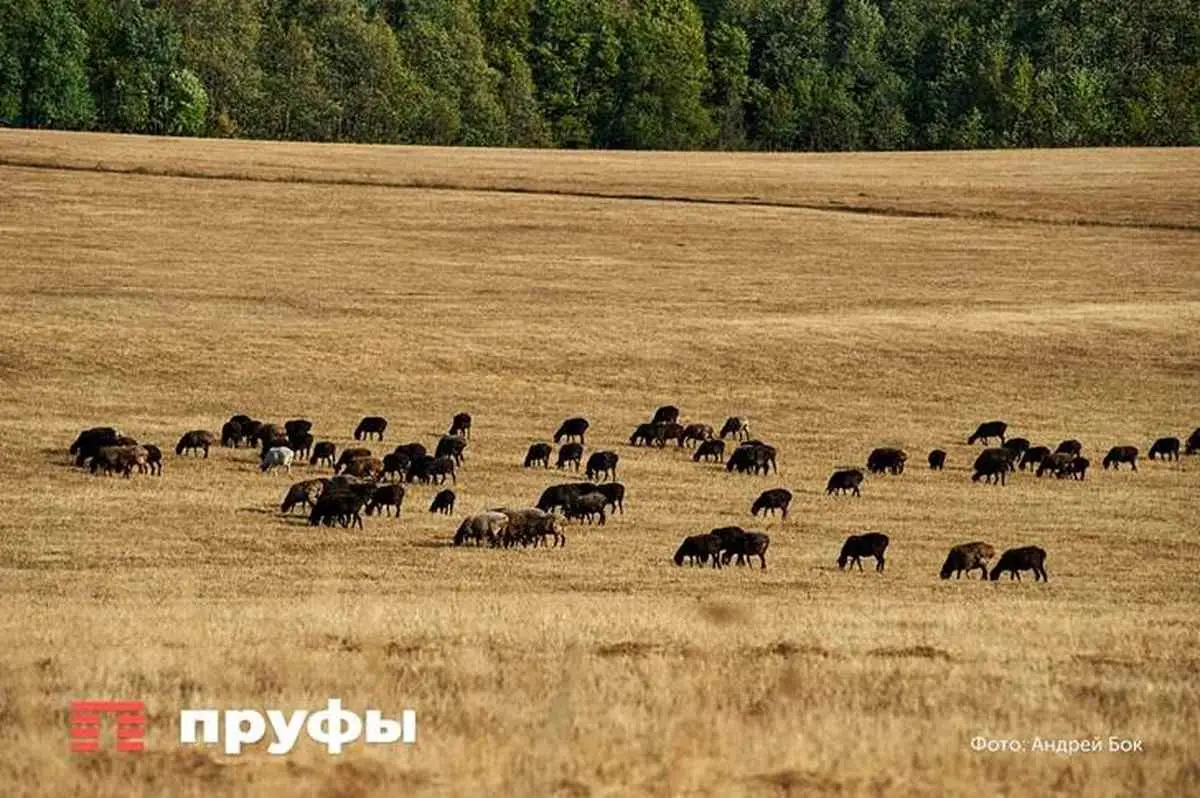 Почти 2 тысячи тонн овса из Башкирии отправили в Китай