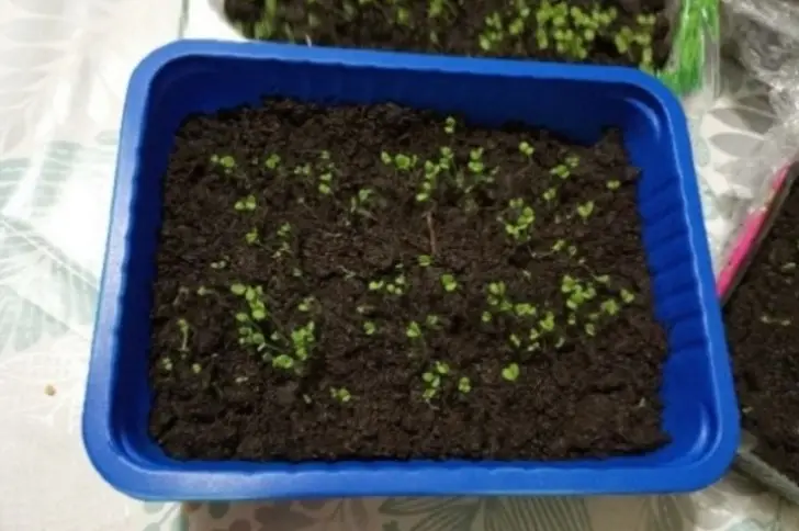 Ранний урожай томатов и перцев: как правильно посеять и закалить рассаду для максимального результата