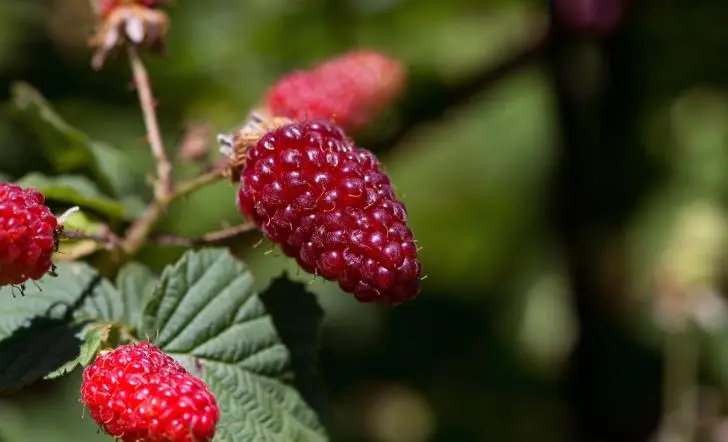 Без навоза: как удобрить малину − 3 умных способа для неопытных дачников 