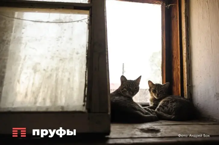 Чувствуют ли уличные кошки благодарность к хозяевам и помнят ли свое прошлое