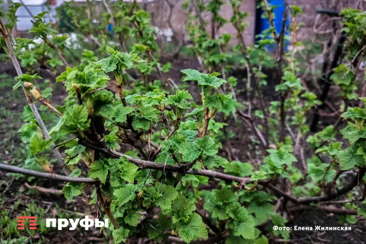 Уход за смородиной в начале июня: получаю богатый урожай за пару шагов