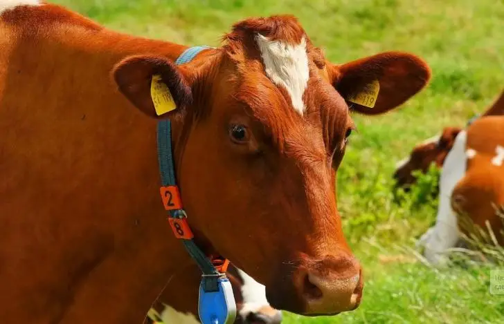 Какую скотину на Руси ценили больше коровы: идеальный старт для бизнеса в РФ