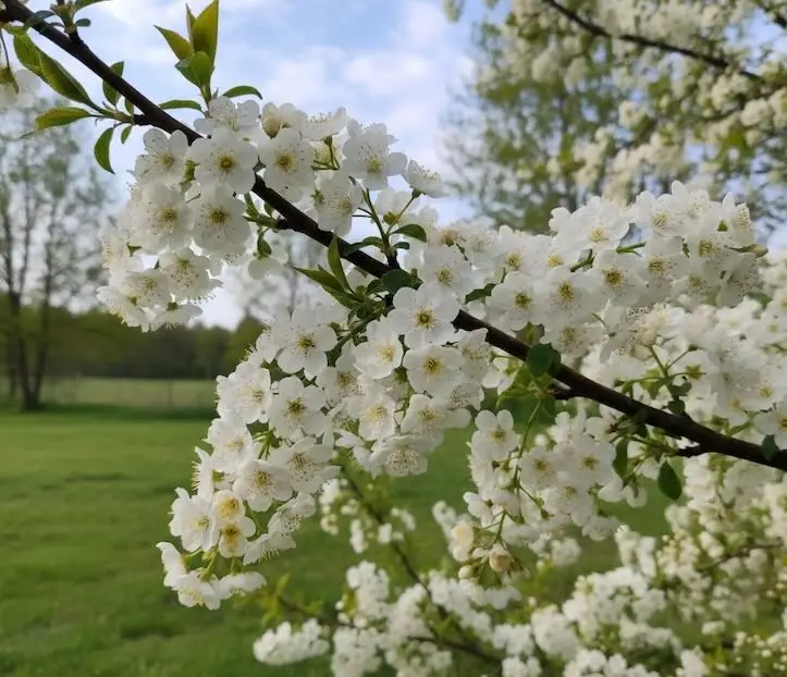Удивительная погода ждет жителей Башкирии в первый день весны 2026
