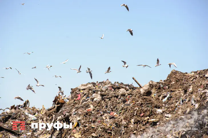 Иск Росприроднадзора о закрытии свалки в Башкирии отклонен 