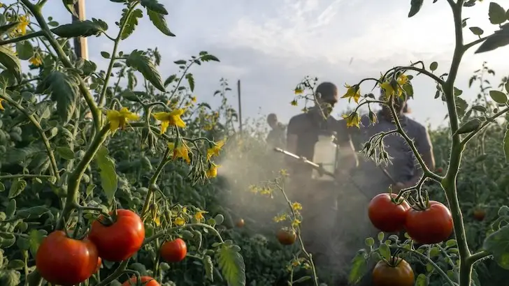 Чтобы каждый цветочек дал помидор: готовим простую смесь и опрыскиваем вовремя