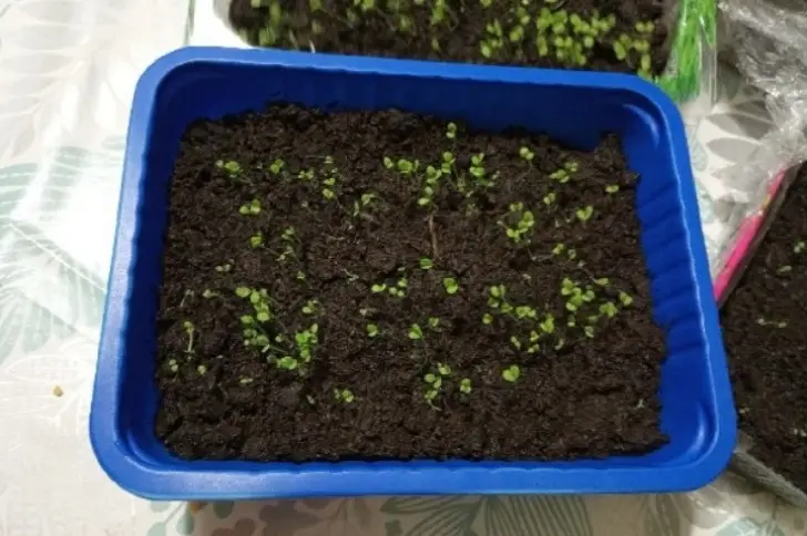 Рассада тянется и бледнеет: чем подкормить, чтобы не погубить нежные ростки